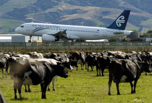 Dunedin Airport (NZDN) -- Sadly the cows aren't included in any of the recommended sceneries